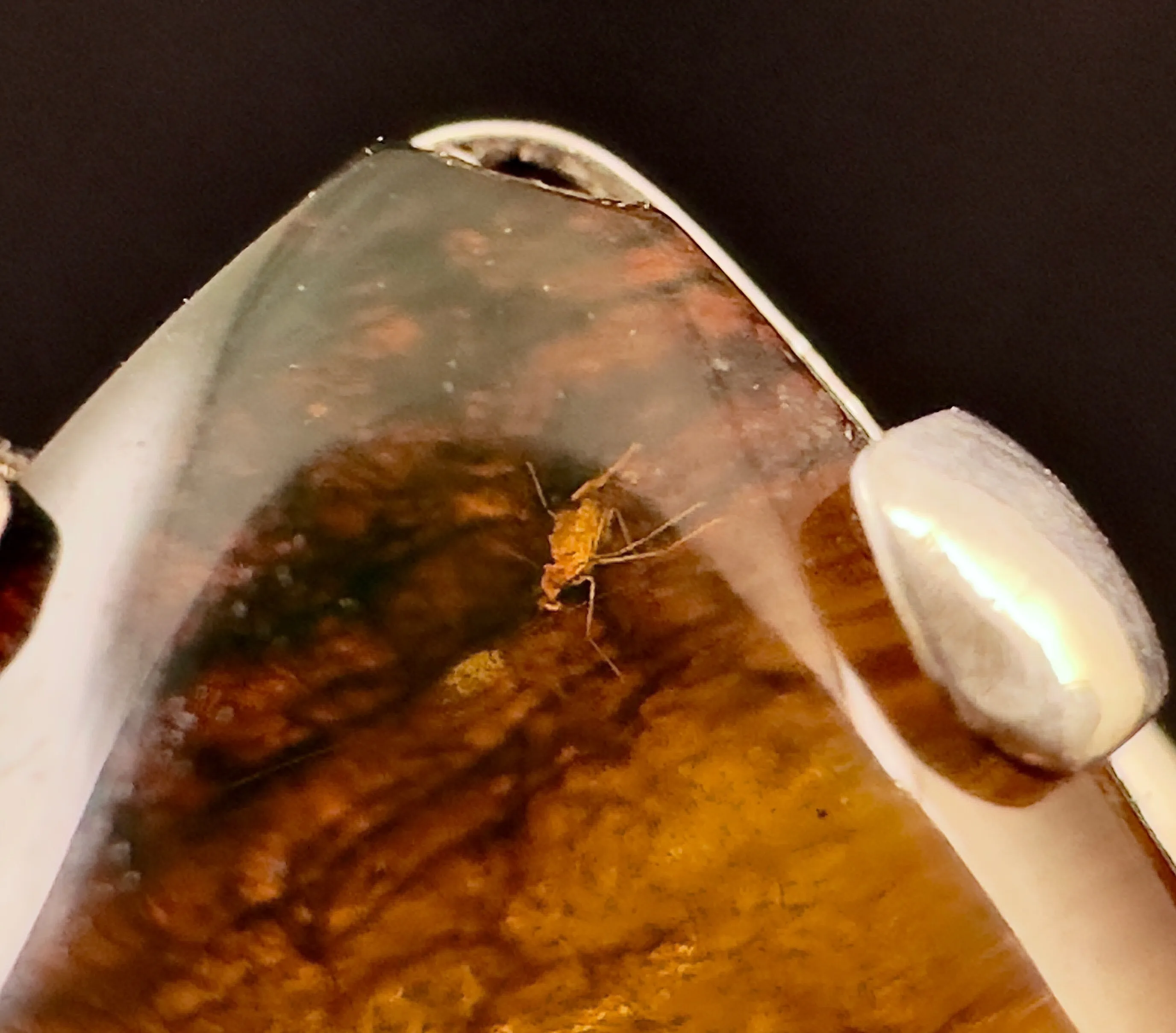 Natural AMBER Ring *Insect*- Adjustable - Genuine Sterling Silver Ring with a Polished AMBER Center Stone, 53763